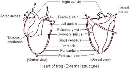 Tree Frog - The Physiological Processes of Blood